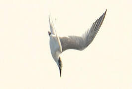 Sandwich Tern