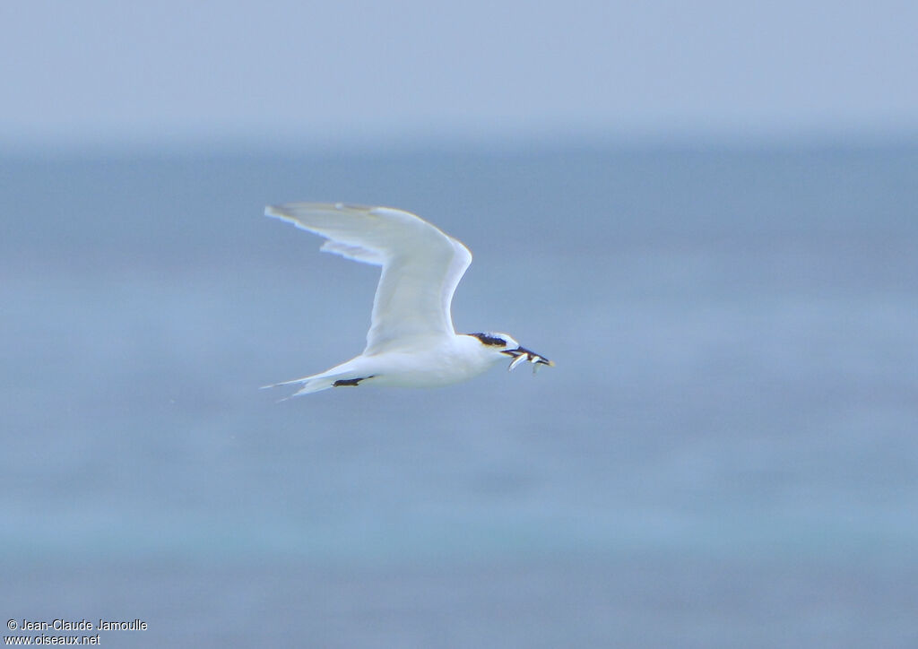 Sandwich Tern, feeding habits