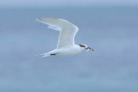 Sandwich Tern