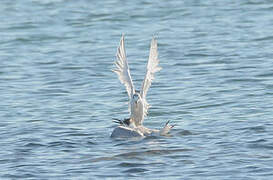 Sandwich Tern