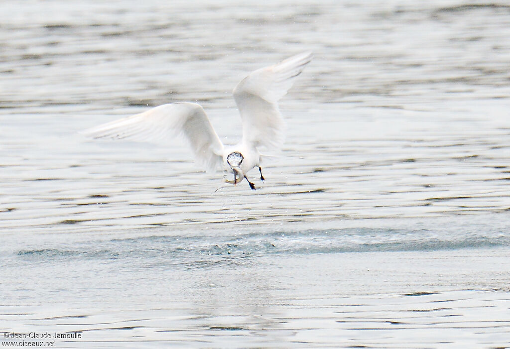 Sandwich Tern, feeding habits