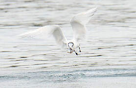 Sandwich Tern