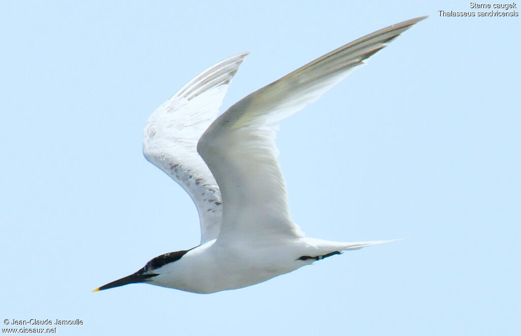 Sandwich Tern, Flight