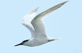 Sandwich Tern