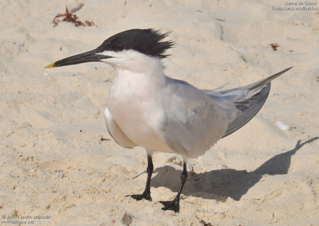 Cabot's Ternadult breeding, close-up portrait, Behaviour