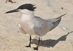 Cabot's Tern