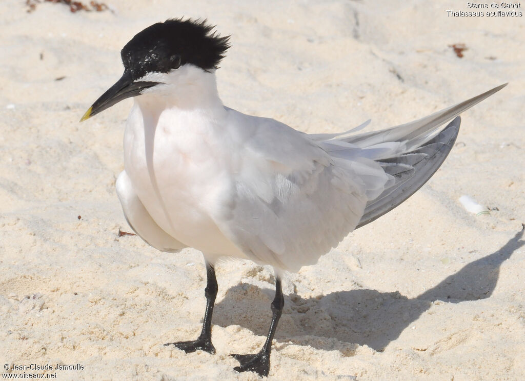 Cabot's Ternadult breeding, identification, Behaviour