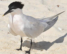 Cabot's Tern