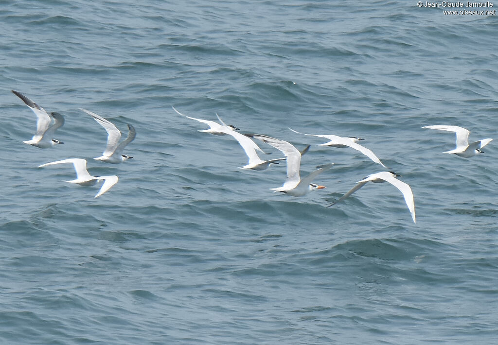 Cabot's Tern