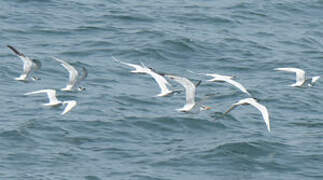 Cabot's Tern