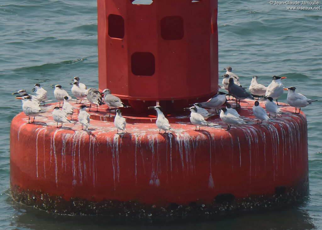 Cabot's Tern