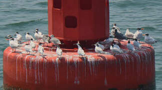 Cabot's Tern