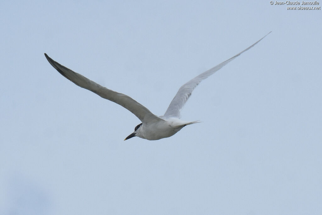 Cabot's Tern