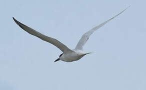 Cabot's Tern