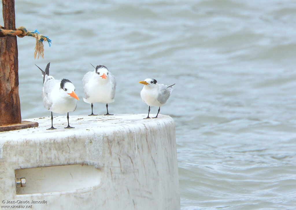 Cabot's Tern (eurygnathus)