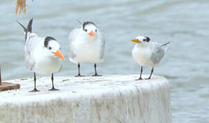 Cabot's Tern (eurygnathus)