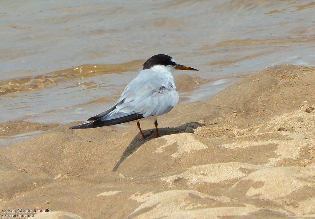 Saunders's Tern