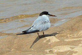 Saunders's Tern