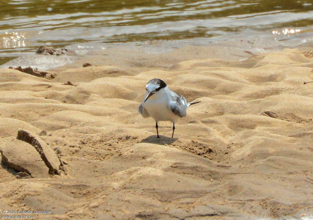 Saunders's Tern