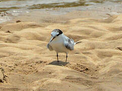 Saunders's Tern