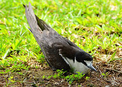 Sooty Tern