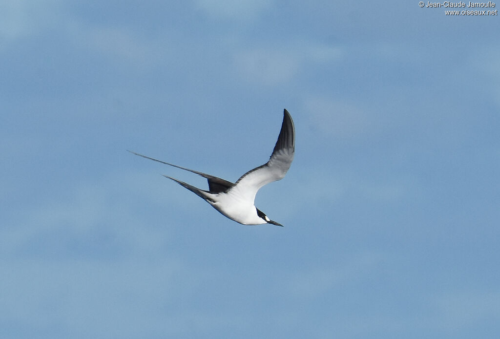 Sooty Tern