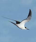 Sooty Tern