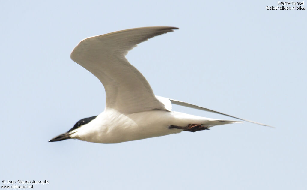 Gull-billed Tern, Flight