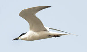 Gull-billed Tern