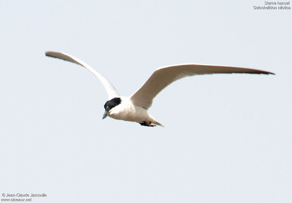 Gull-billed Tern, Flight