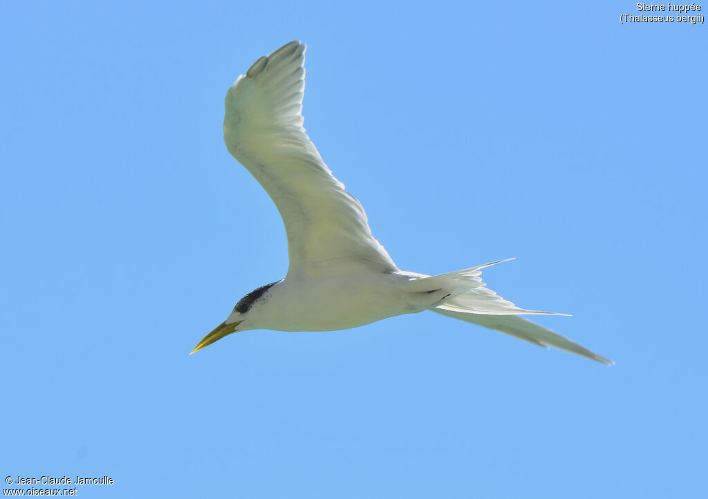 Greater Crested Tern, Flight