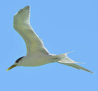 Greater Crested Tern