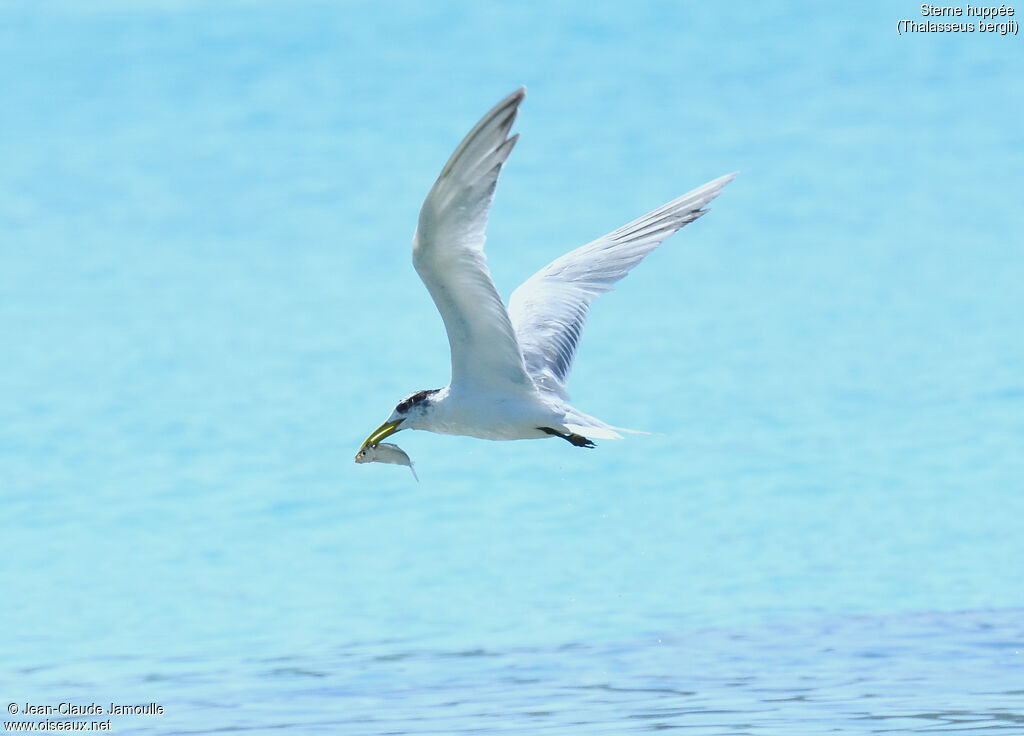 Greater Crested Tern, feeding habits, Behaviour