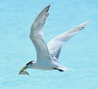 Greater Crested Tern