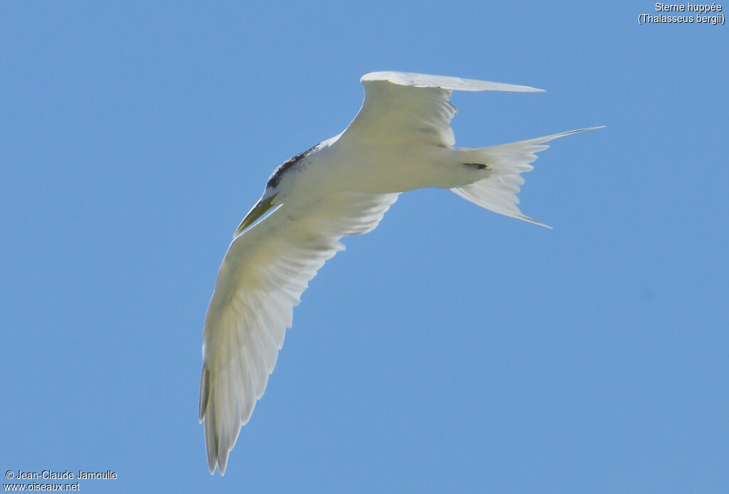 Greater Crested Tern