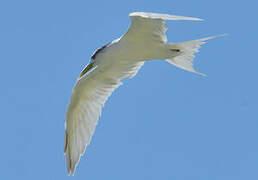 Greater Crested Tern