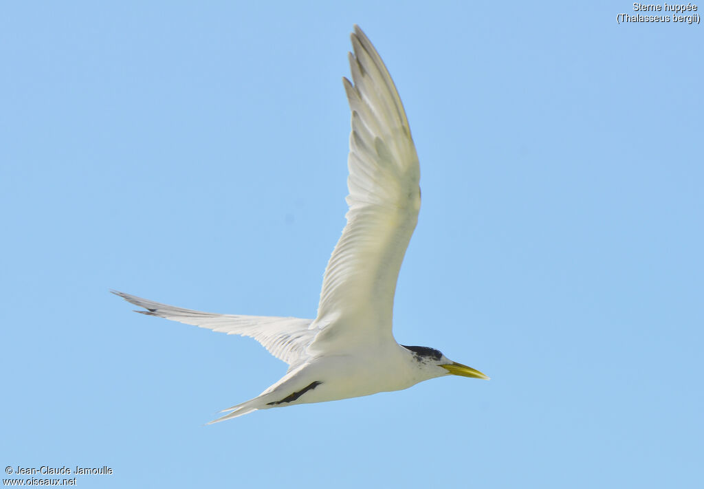 Greater Crested Tern, Flight