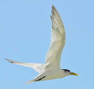 Greater Crested Tern