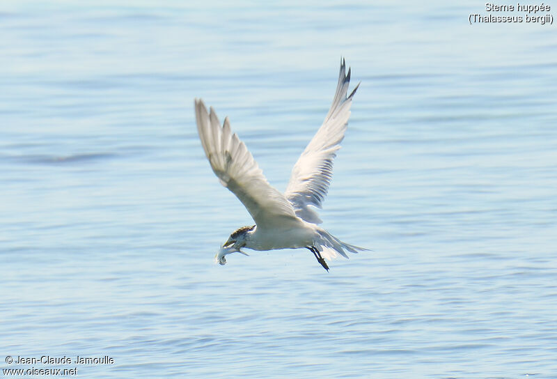Greater Crested Tern, feeding habits