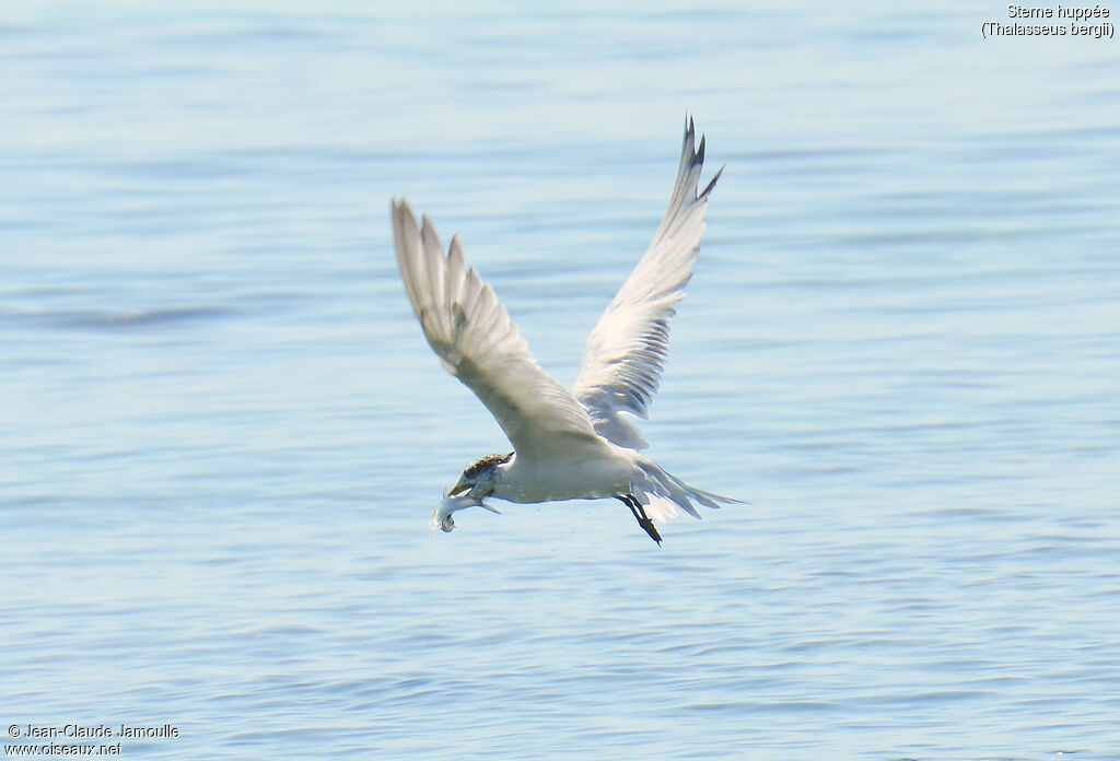 Greater Crested Tern, feeding habits