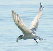 Greater Crested Tern