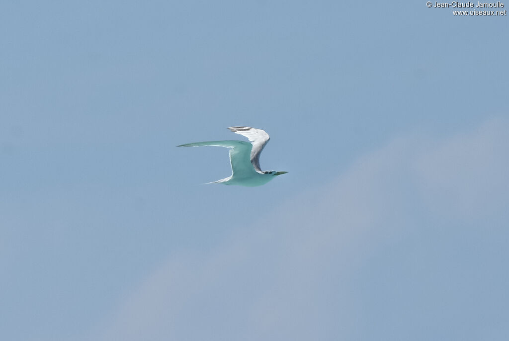 Greater Crested Tern