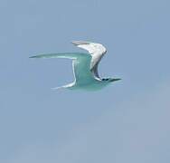 Greater Crested Tern