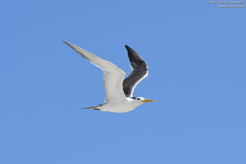 Greater Crested Tern