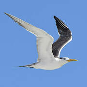 Greater Crested Tern