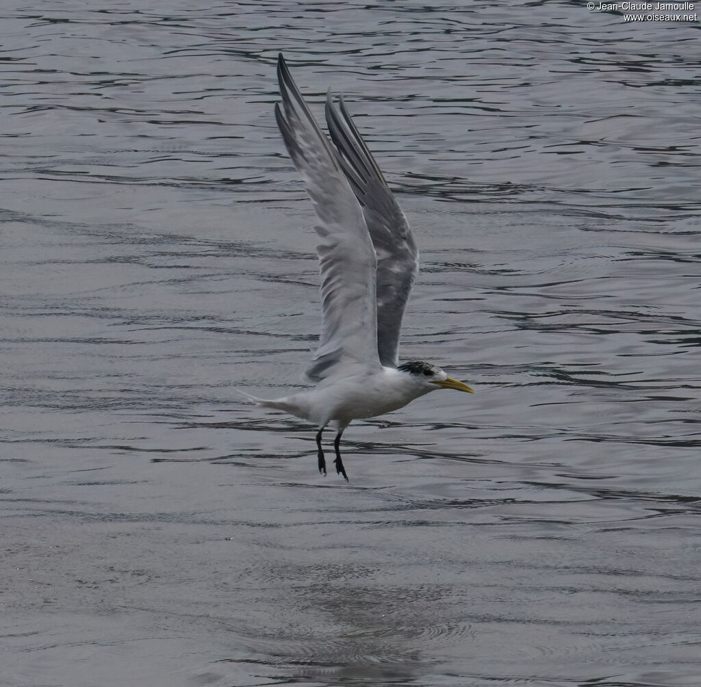 Greater Crested Ternadult, fishing/hunting