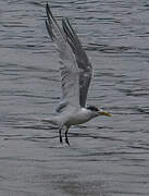 Greater Crested Tern