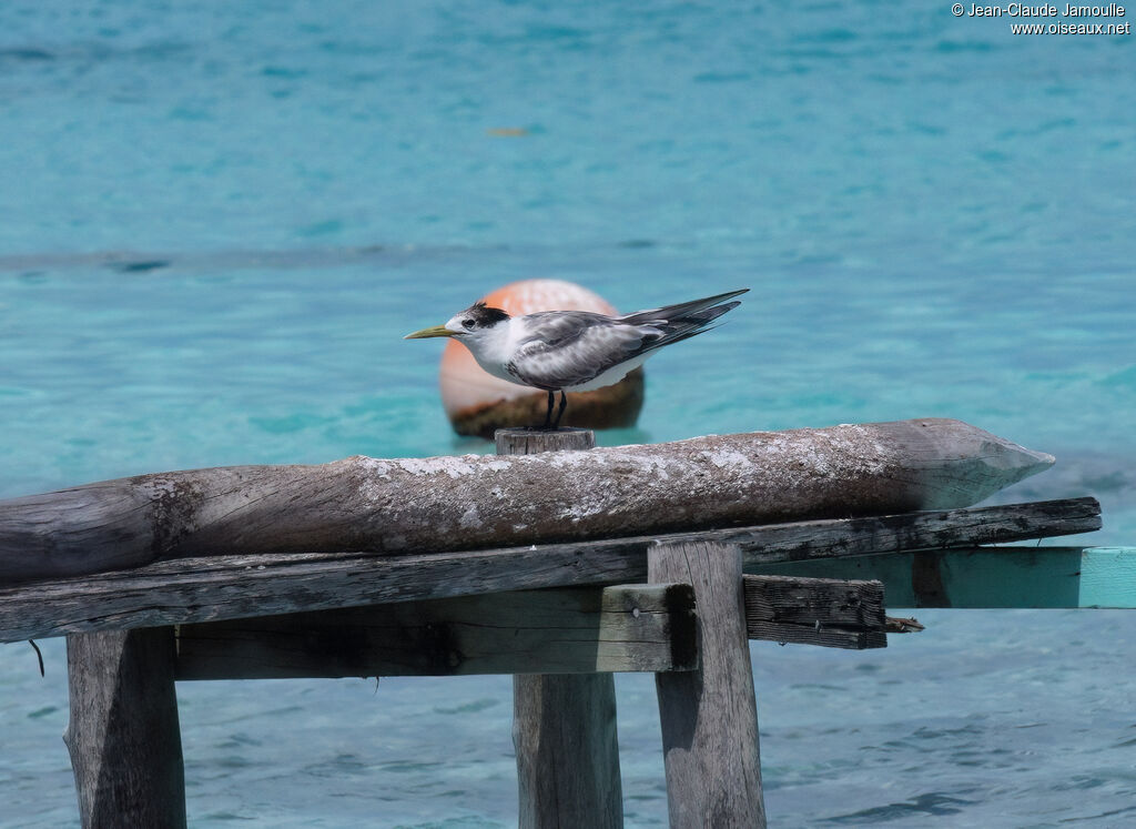 Greater Crested Ternadult