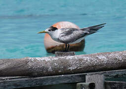 Greater Crested Tern