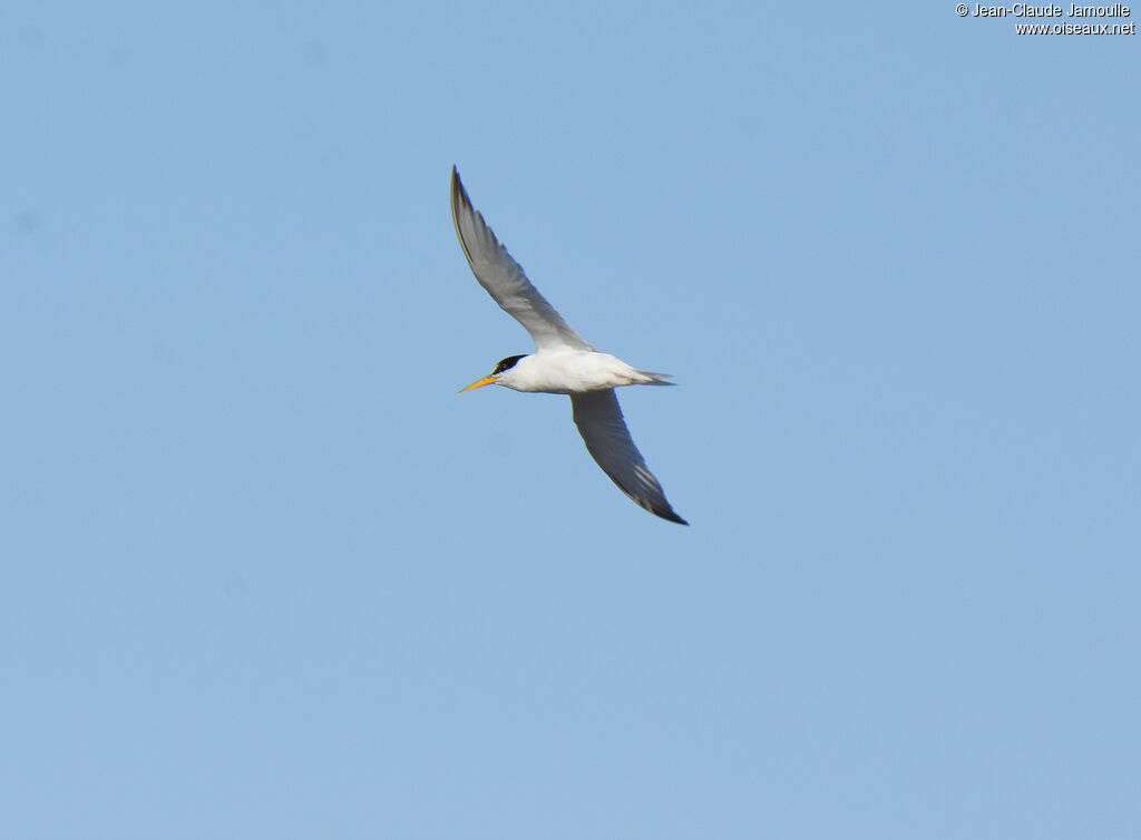 Little Tern